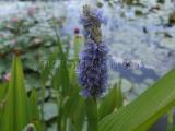 Tavi növények - Pontederia Lanceolata  lándzsalevelű sellővirág